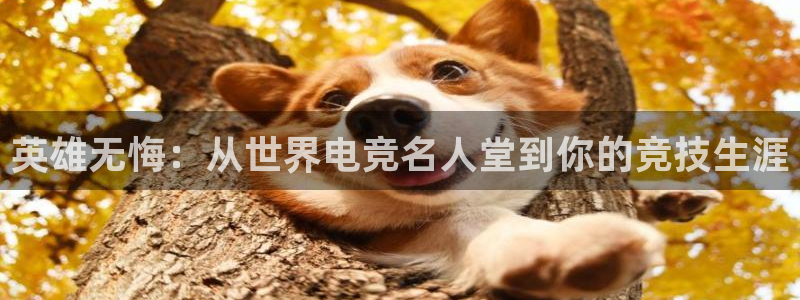 南宫电竞app：英雄无悔：从世界电竞名人堂到你的竞技生涯