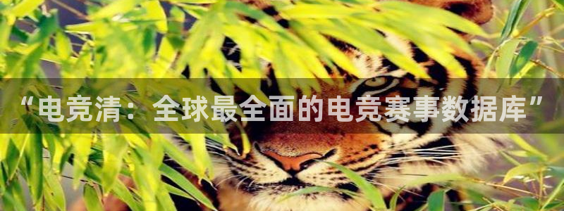 南宫电竞平台：“电竞清：全球最全面的电竞赛事数据库”